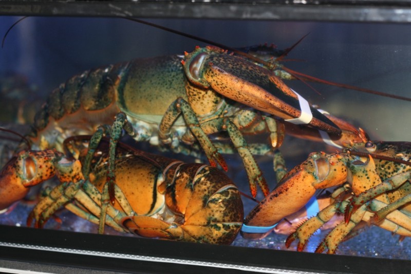Lobster in tank