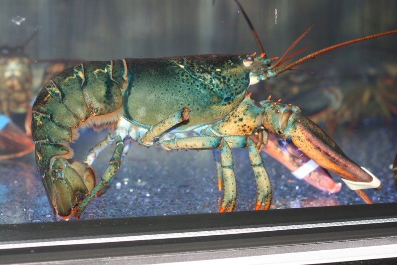 Lobster in tank