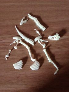 ecxavated bones